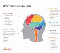 Image result for The Brain Lobes
