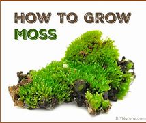 Image result for How to Plant Moss