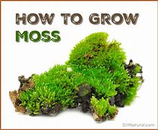 Image result for Growing Moss Lawn