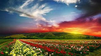 Image result for Beautiful Flower Fields Nature