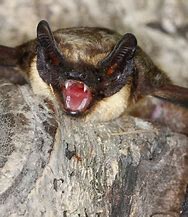 Image result for Brown Bat Bite