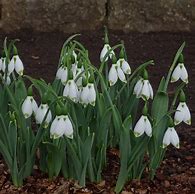 Image result for Galanthus Wifi Green Lungs