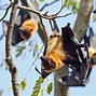 Image result for Great Fruit-Eating Bat