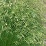 Image result for Deschampsia cespitosa Goldtau