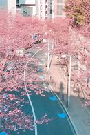 Image result for Japan Cherry Blossom Street