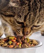 Image result for Cat Eating Food