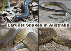 Image result for Biggest Snake Australia