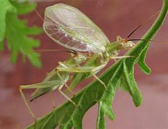 Image result for Texas Tree Cricket