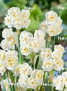 Image result for Narcissus The Bride