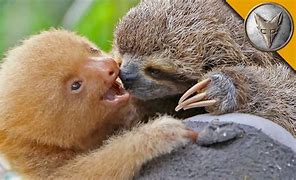 Image result for Sloths Valentine's Day Desktop