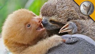 Image result for Silly Baby Sloths