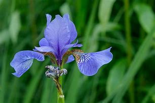 Image result for iris flower