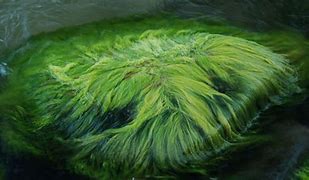Image result for algi