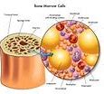 Image result for iPS Cell Als