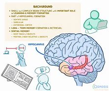 hippocampal 的图像结果