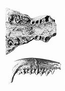 Image result for Skunk Jaw Bone