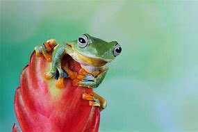 Image result for Beautiful Tree Frogs