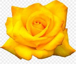 Image result for Texas Yellow Rose Clip Art