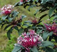 Image result for Clerodendrum Shooting Star