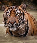 Image result for iPhone Animoji Tiger
