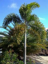 Image result for Foxtail Palm Tree