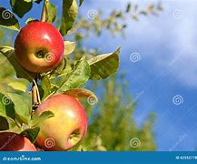 Image result for Apple Tree Standing