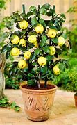 Image result for Container Apple Trees