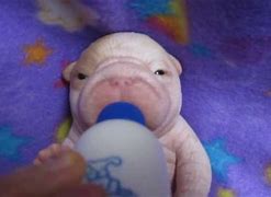 Image result for Silicone Animals