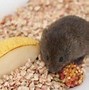 Image result for Brown Mouse