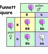 Image result for Punnett Square Flower