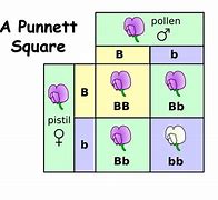 Image result for Punnett Square