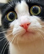Image result for Funny Cat Kitty