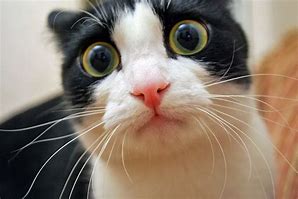Image result for Funny Cat Pics