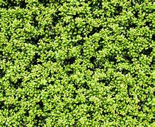 Image result for Bush Texture