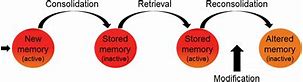 Image result for Memory Reconsolidation