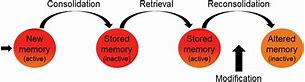 Image result for Memory of Consolidation of Facts and Event