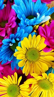 Image result for Flower Android Phone Wallpaper