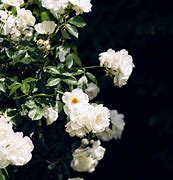 Image result for saint Agnes Homestead Hill Folly Rose