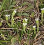 Image result for Minuartia obtusiloba