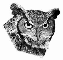 Image result for Great Horned Owl Line Drawing