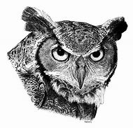 Image result for Owl Drawing