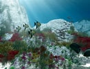 Image result for Free Fish DreamScene Wallpaper Downloads. Size: 131 x 100. Source: wall.alphacoders.com