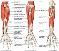 Image result for forearm