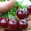 Image result for American Cherry Tree