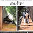 Image result for DIY Cat Tunnel