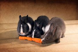Image result for Bunny Carrot
