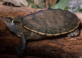 Image result for Graptemys pseudogeographica