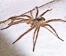 Image result for Biggest Real Spider