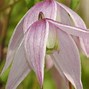 Image result for Clematis alpina Willy