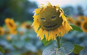Image result for Sunflower Funny Wallpaper